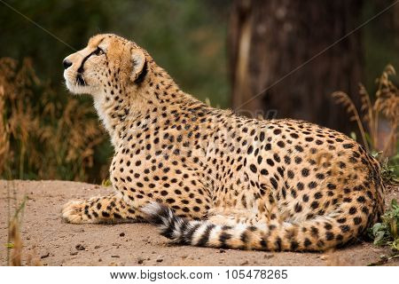 Cheeta Resting In A Shade