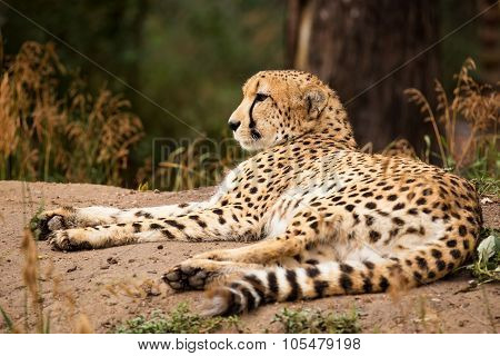 Cheeta Resting In A Shade