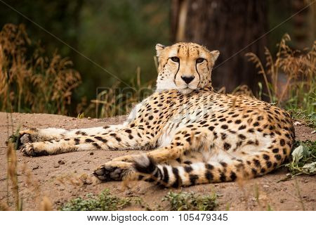 Cheeta Resting In A Shade
