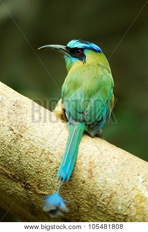 Blue-crowned Motmot Sitting On A Tree