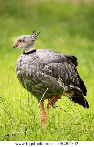 Crested Screamer (chauna Torquata)