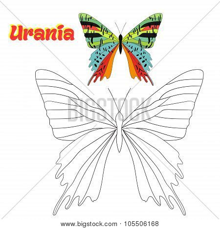 Educational game coloring book  butterfly vector