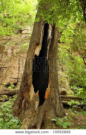 Baum durch Blitzschlag abgebrannt