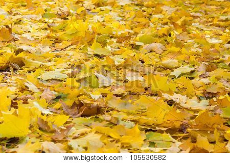 Autumn Road
