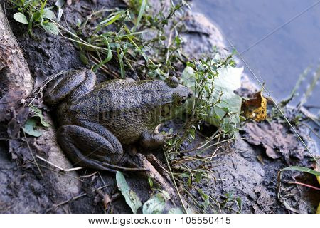 American Bullfrog
