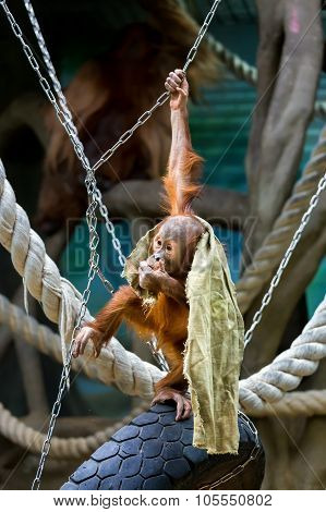 Bornean Orangutan Cub