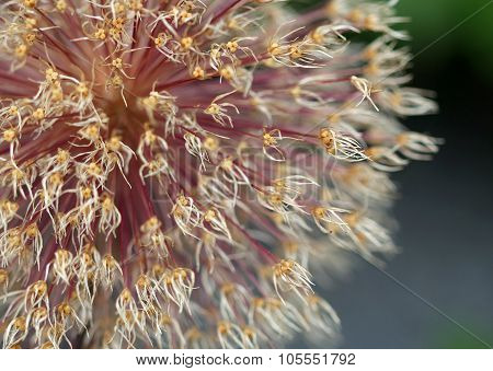 The Bright Round Alium Flower Macro Shot