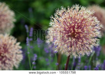 The Bright Round Alium Flower Macro Shot