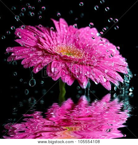 Pink gerbera flower into the rain reflected in the water