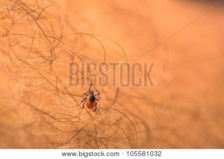 Tick - parasitic arachnid blood-sucking carrier of various diseases