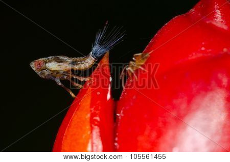 Planthopper nymph