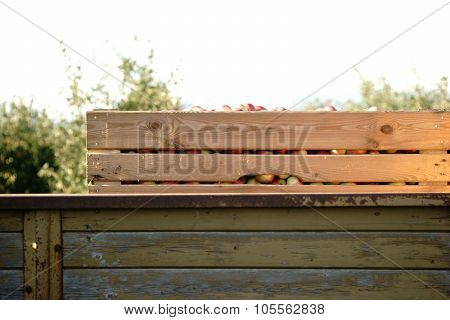 Apple harvest