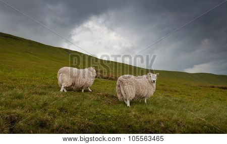 Welsh sheep