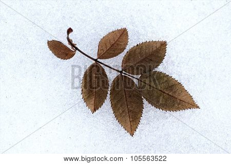 Leaf Wild Roses