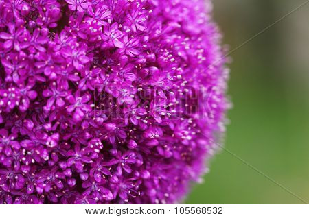 The Bright Round Alium Flower Macro Shot