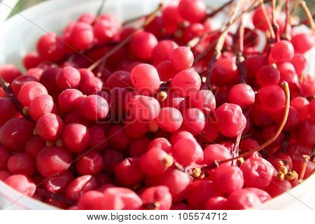 Harvest Of Red Schizandra