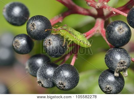 Hawthorn Shieldbug