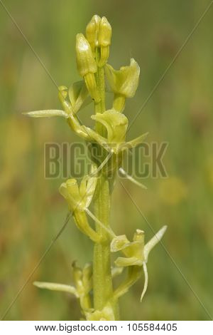 Fen Orchid