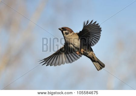 Flying Tree Sparrow Against Bright Blue Sky Background