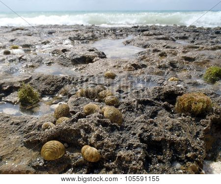 Group Of Sea Snails