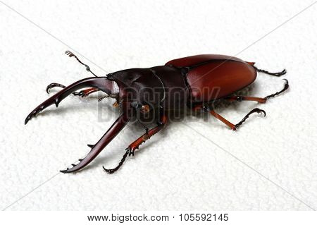 Stag beetle isolated on background