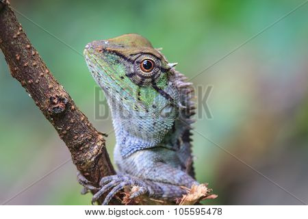 Green Crested Lizard