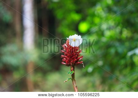Costus Speciosus In Garden