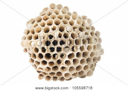 Macro of empty vespiary