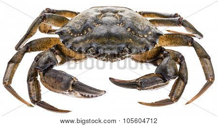 Carcinus maenas -edible alive crab isolated on a white background.