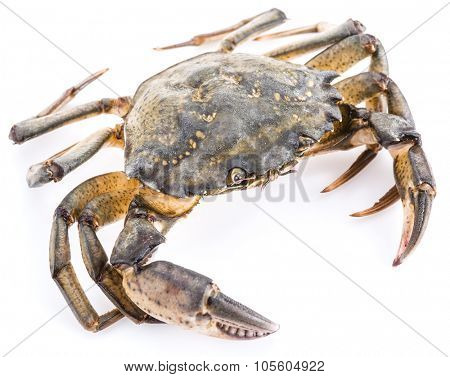 Carcinus maenas -edible alive crab isolated on a white background.