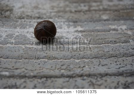 Pill Millipede
