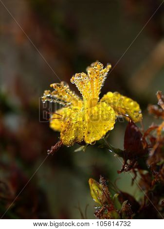 Flowering St. John's Wort