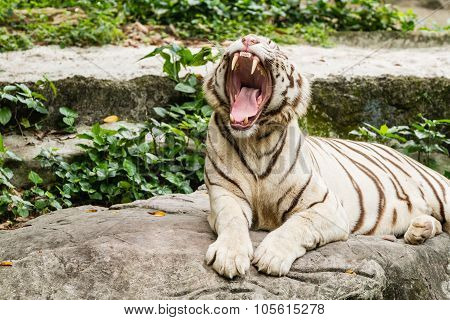 Closeup Portrait shot of a White Tiger