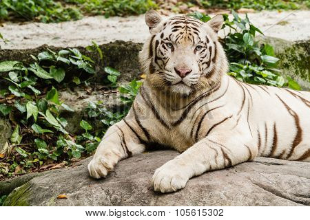 Closeup Portrait shot of a White Tiger