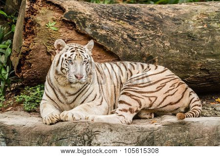 Closeup Portrait shot of a White Tiger