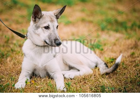 Single Beautiful young russian Laika puppy Dog sitting on dry gr