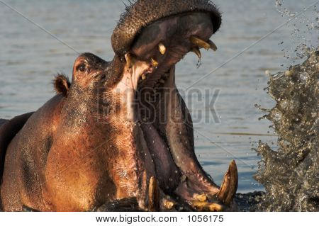 Portrait d'un hippopotame