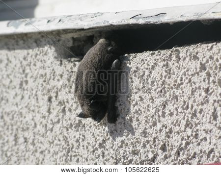 Hanging bat