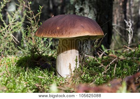 King bolete mushroom