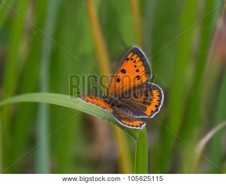Small copper (Lycaena phleas) butterfly