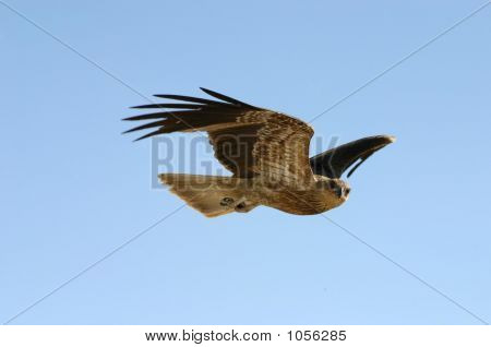 Kartal