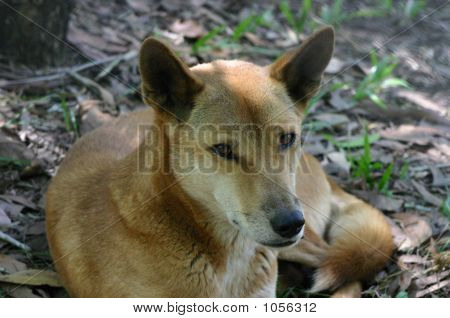 Dingo 3