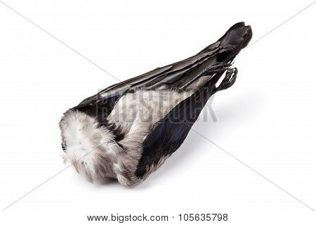 Dead Crow