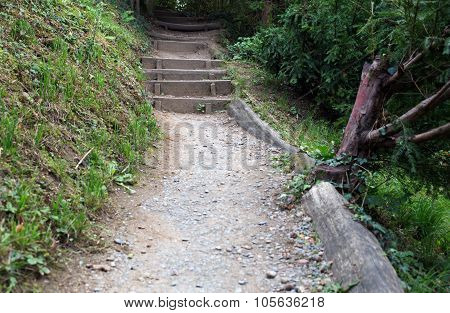 Path in forest