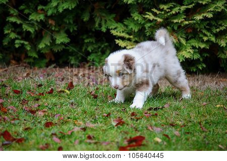 Cute Australian Shepherd Puppy Exploring World Oustide Home