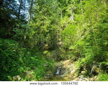 Forest and creek on slope in Carpathians