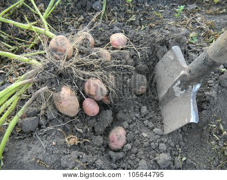 Gathering of potato crop