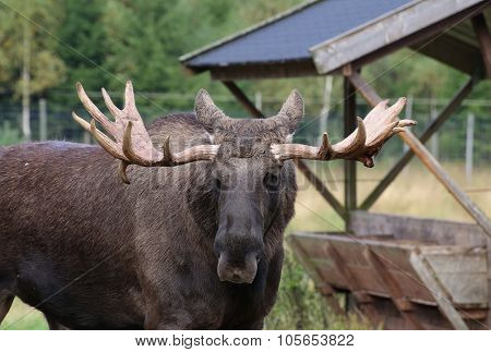 Head Of An Elk (alces Alces) With Mighty Antlers