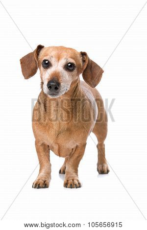 Dachshund Looking At Camera