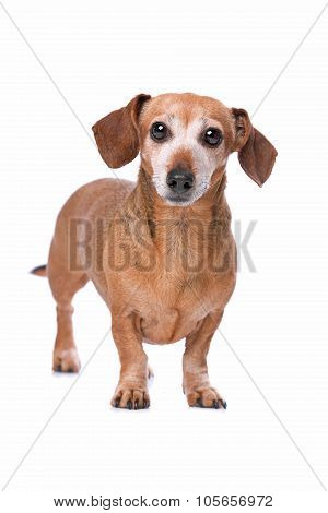 Dachshund Looking At Camera